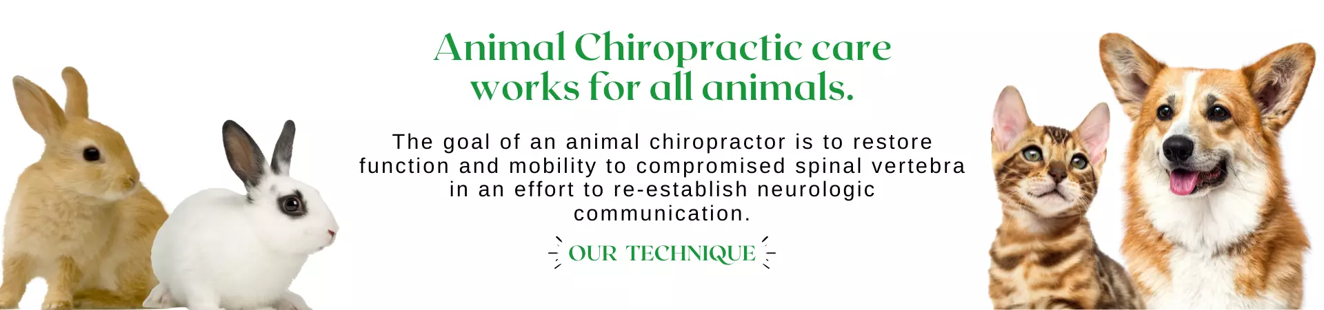 Animal Chiropractic care works for all animals