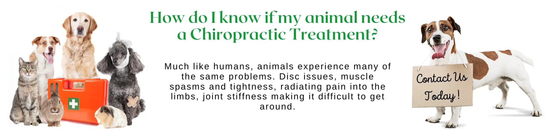 How-do-I-know-if-my-animal-needs-a-Chiropractic-Treatment